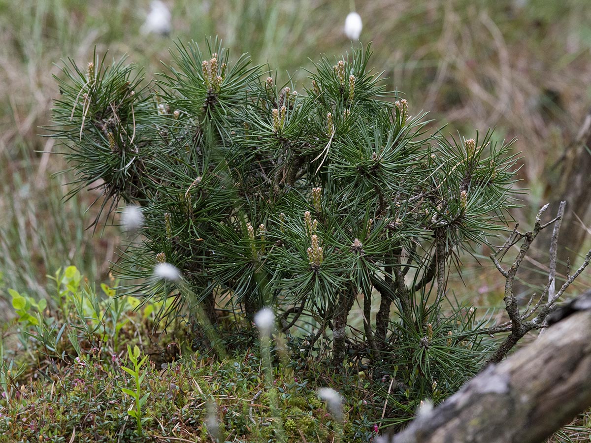 Pinus mugo